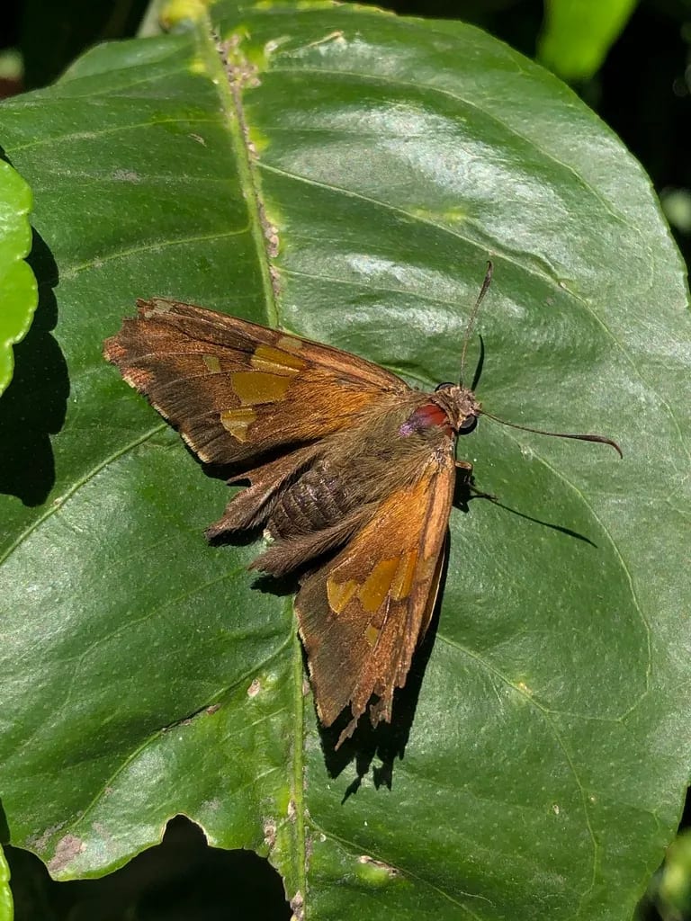 Plateada común