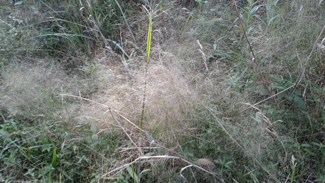 Eragrostis airoides