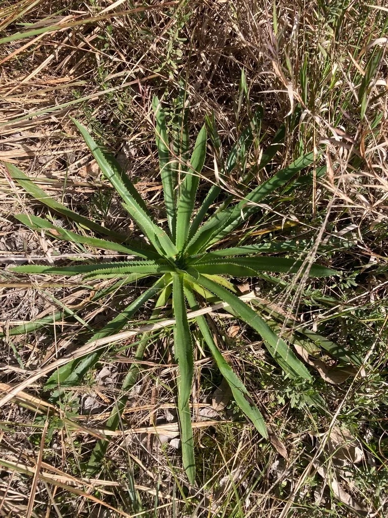 Eryngium elegans