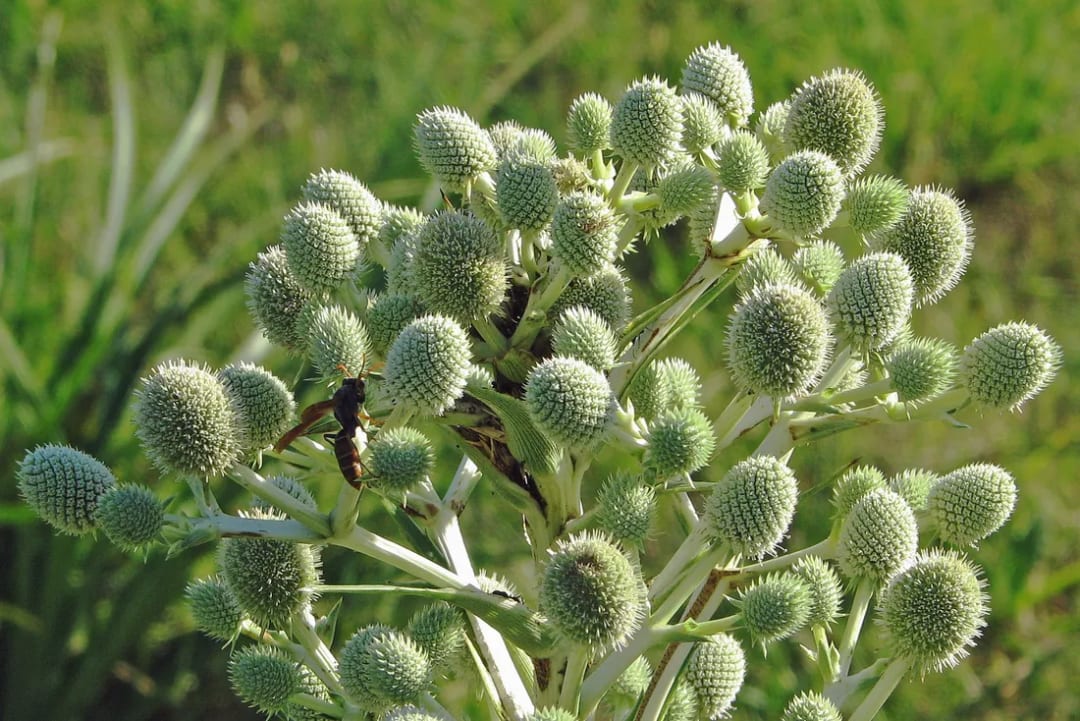 Cardilla