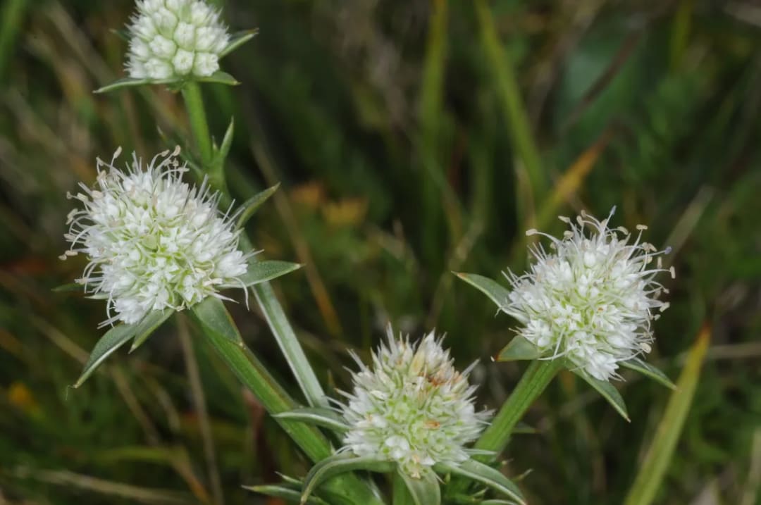 Eryngium nudicaule