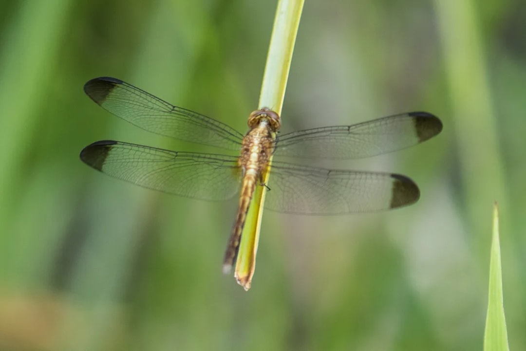 Erythrodiplax atroterminata