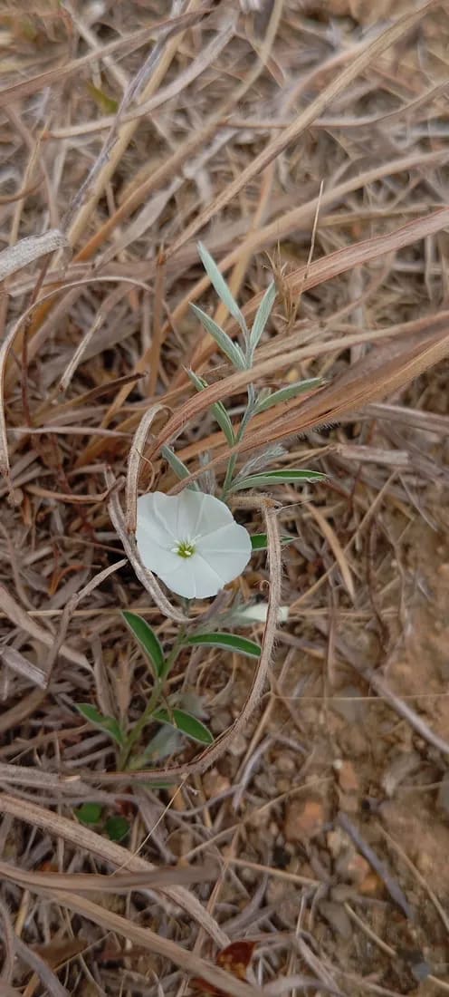 Flor de ángel
