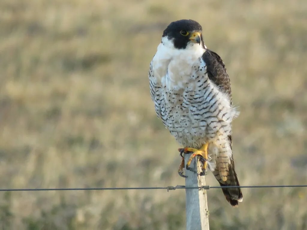 Halcón peregrino