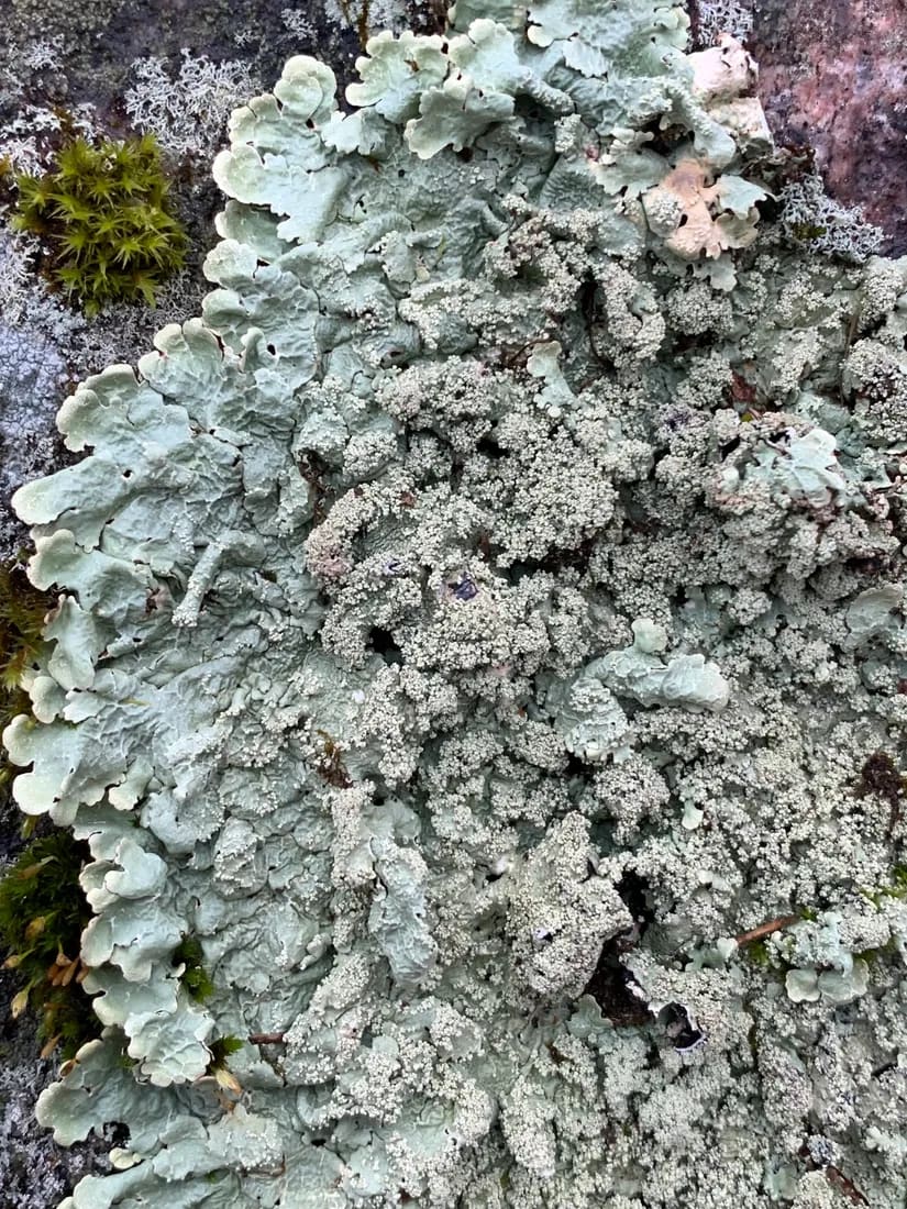 Flavoparmelia baltimorensis