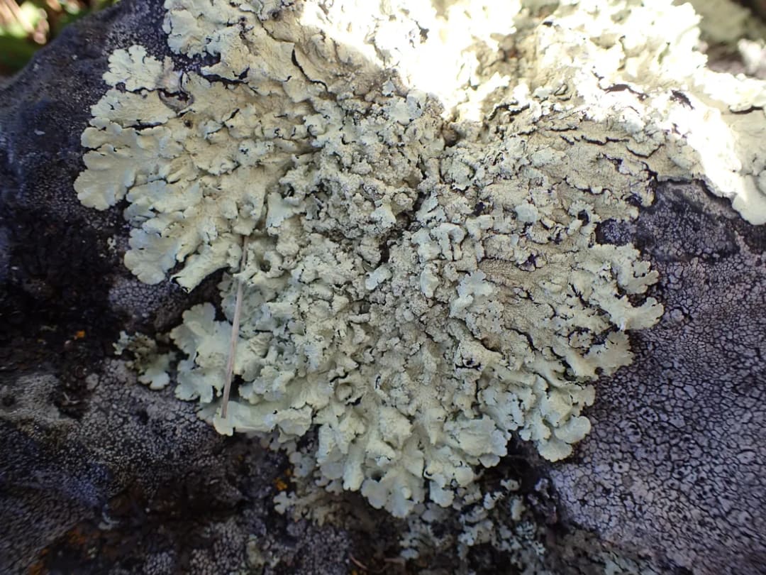 Flavoparmelia haysomii