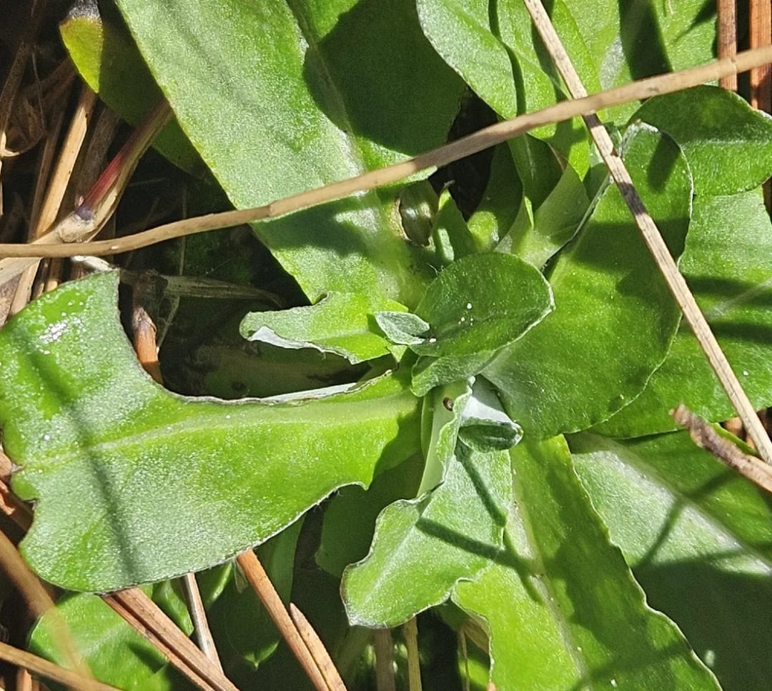 Gamochaeta americana