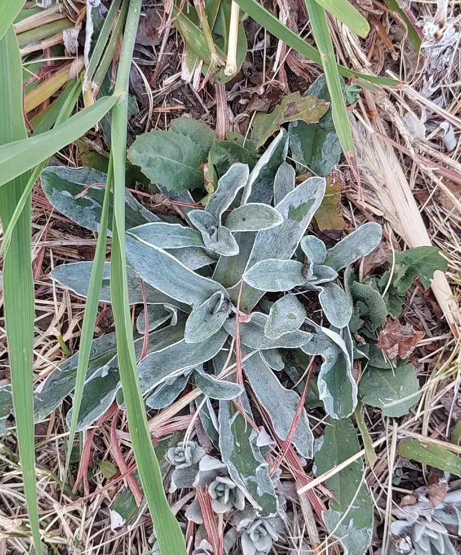 Gamochaeta stachidifolia