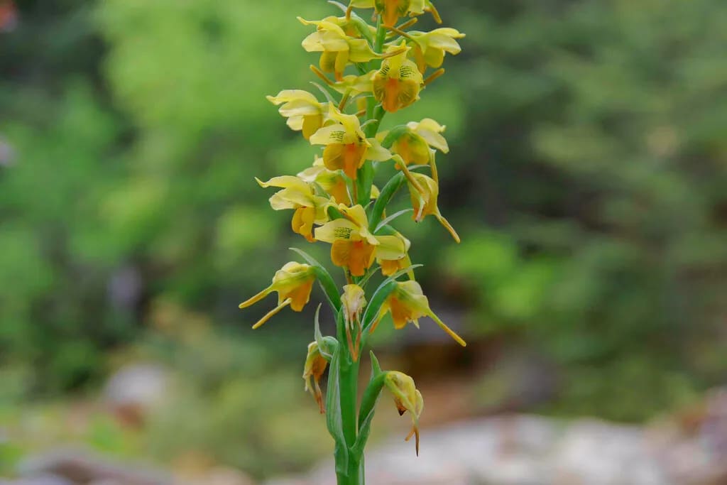 Gavilea odoratissima
