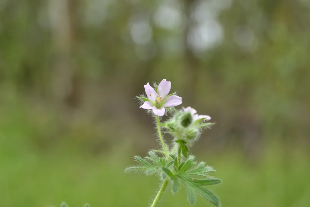 Geranium albicans