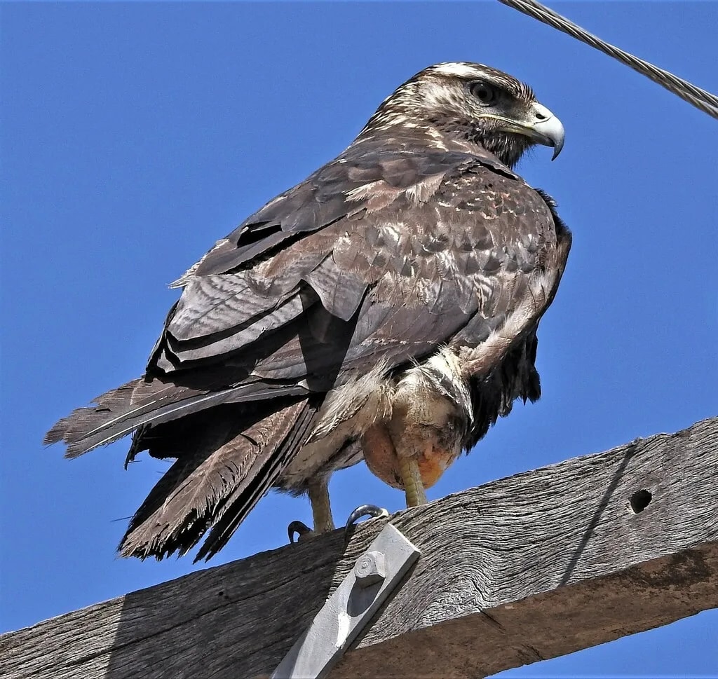 Águila mora