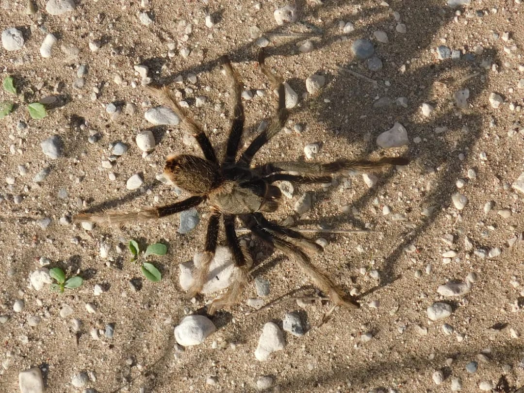 Grammostola doeringi