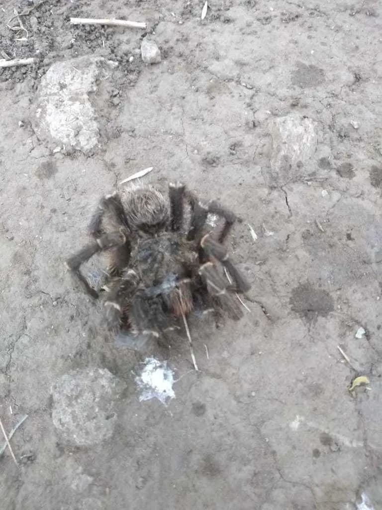 Araña pollito — foto 2