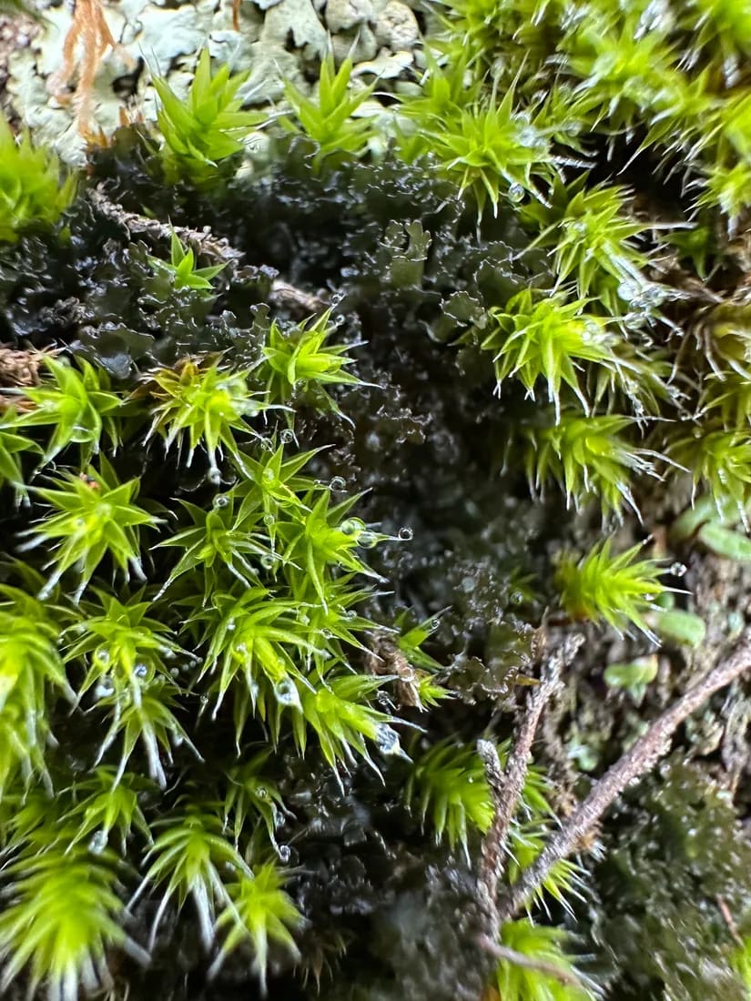 Grimmia laevigata