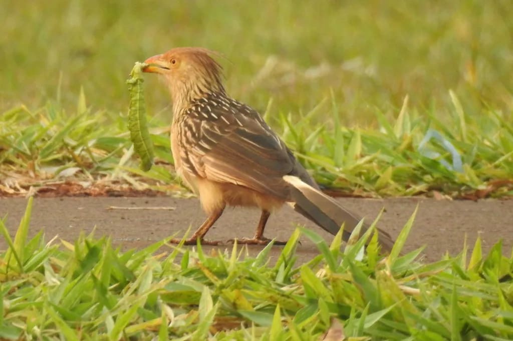 Pirincho