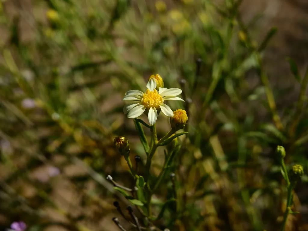 Gutierrezia gilliesii