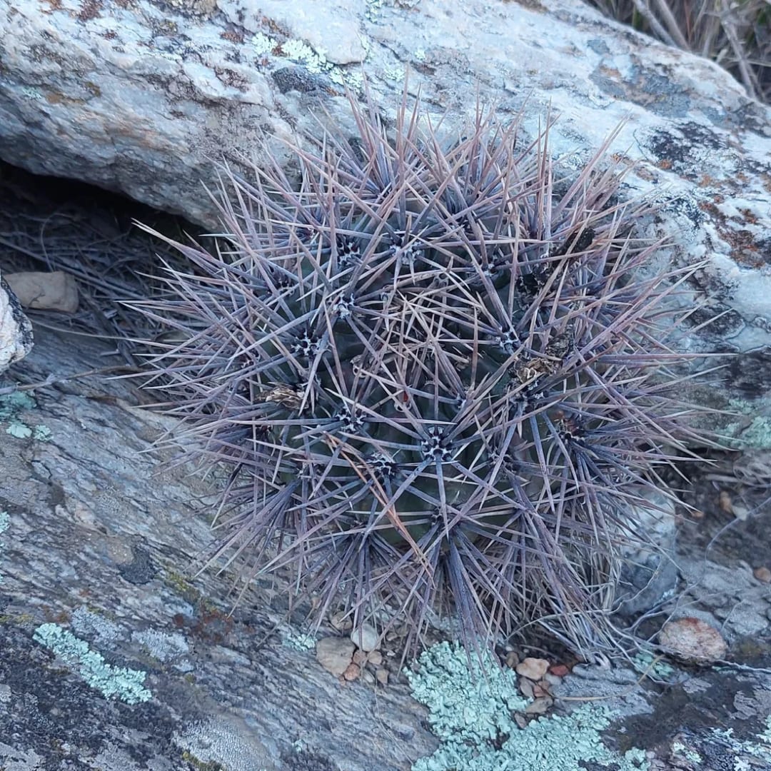 Gymnocalycium reductum