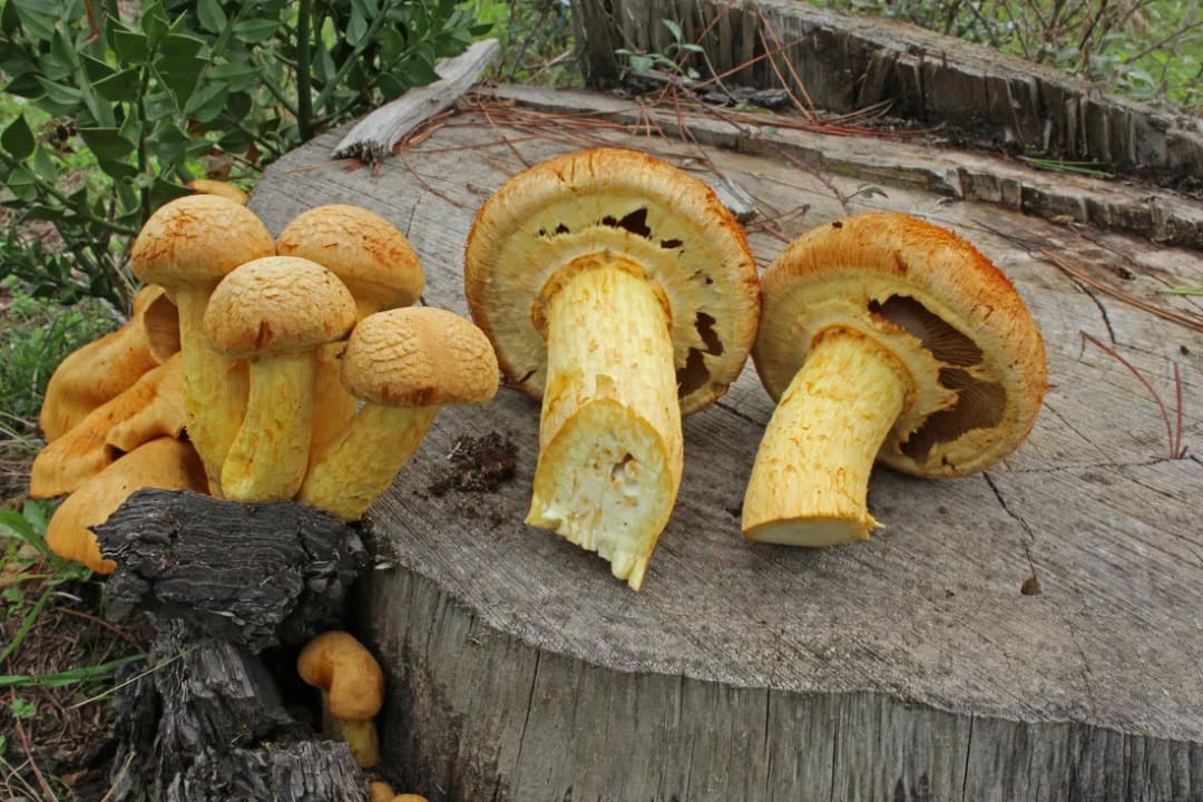 Gymnopilus junonius