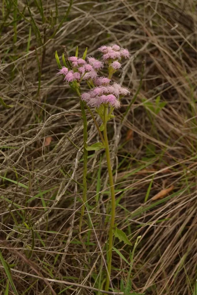 Gyptis tanacetifolia