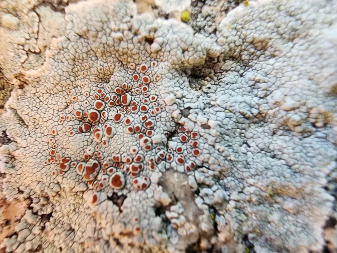 Haematomma fenzlianum