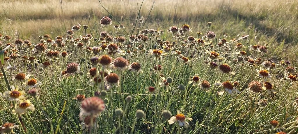 Helenium radiatum