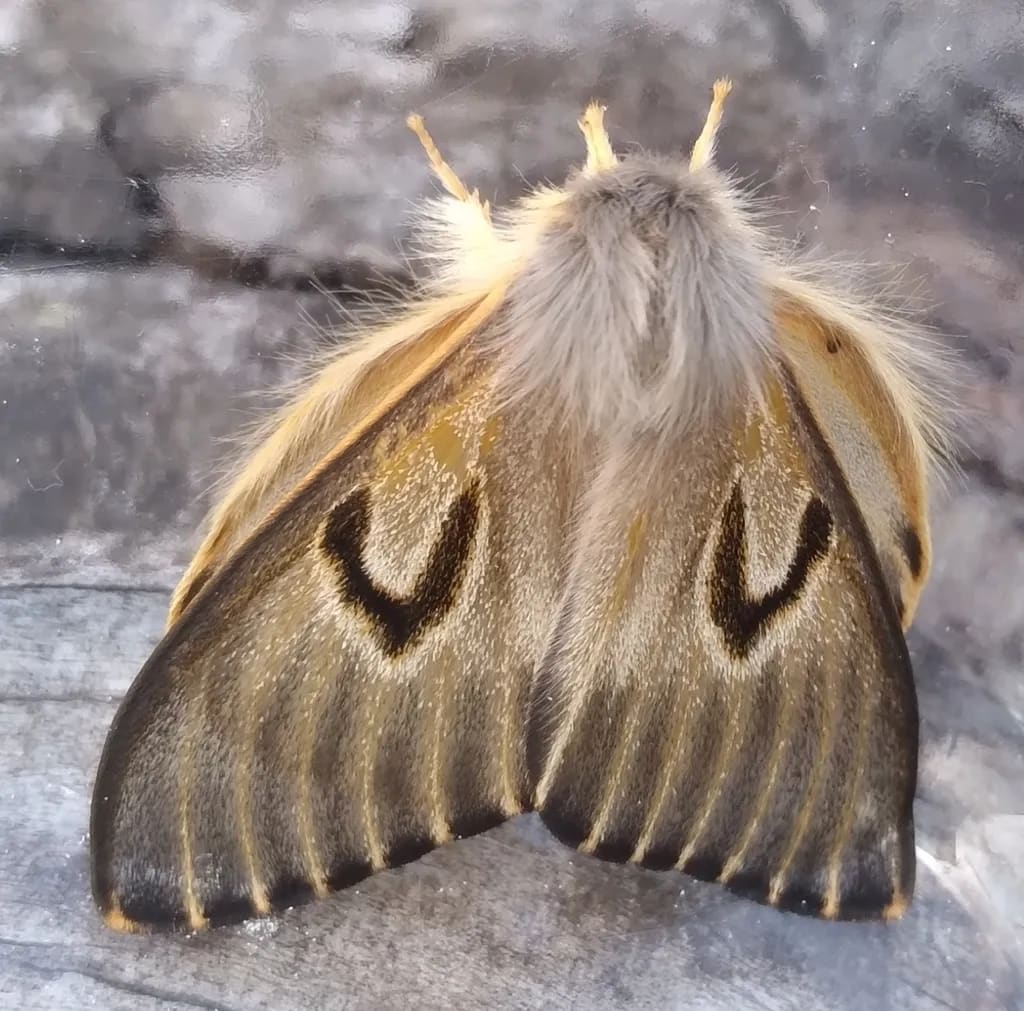 Heliconisa pagenstecheri