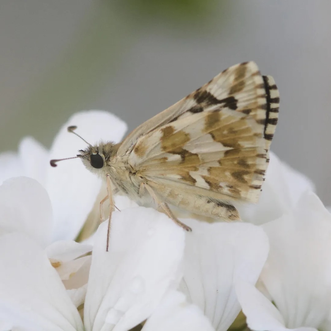 Heliopetes americanus