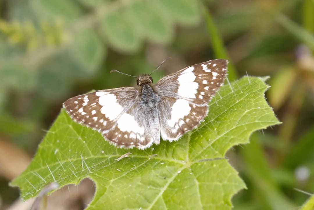Heliopyrgus domicella