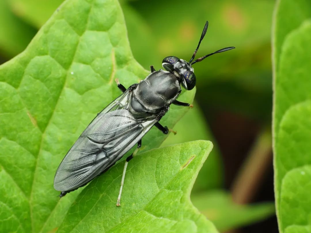Mosca soldado negra