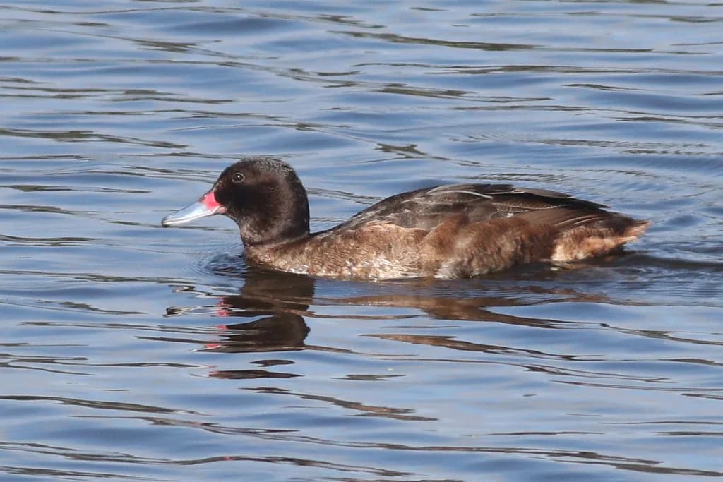 Pato cabeza negra