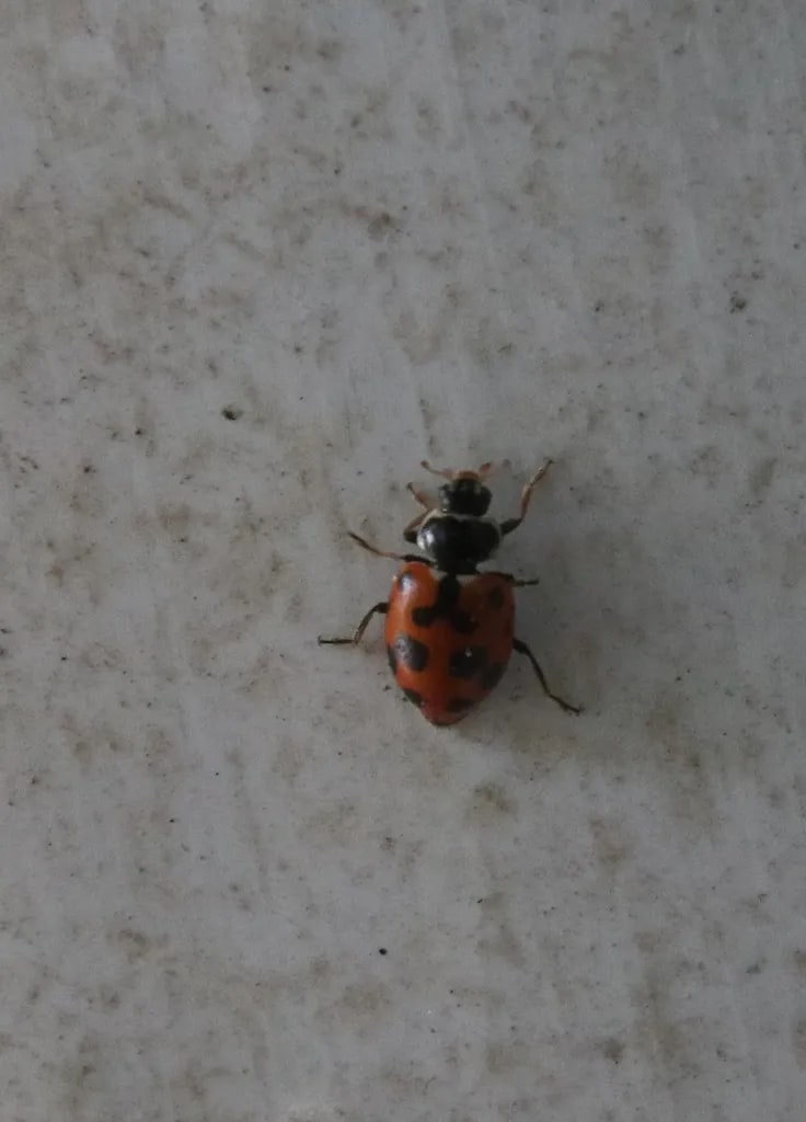 Hippodamia variegata