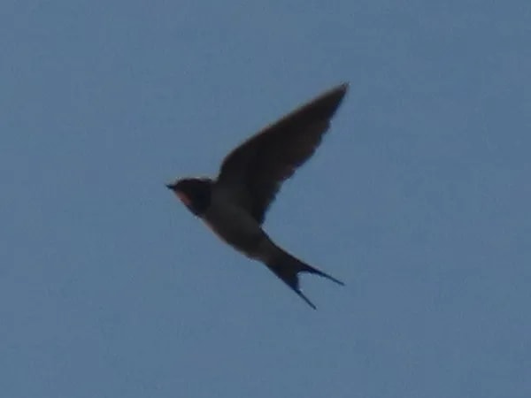Golondrina tijerita