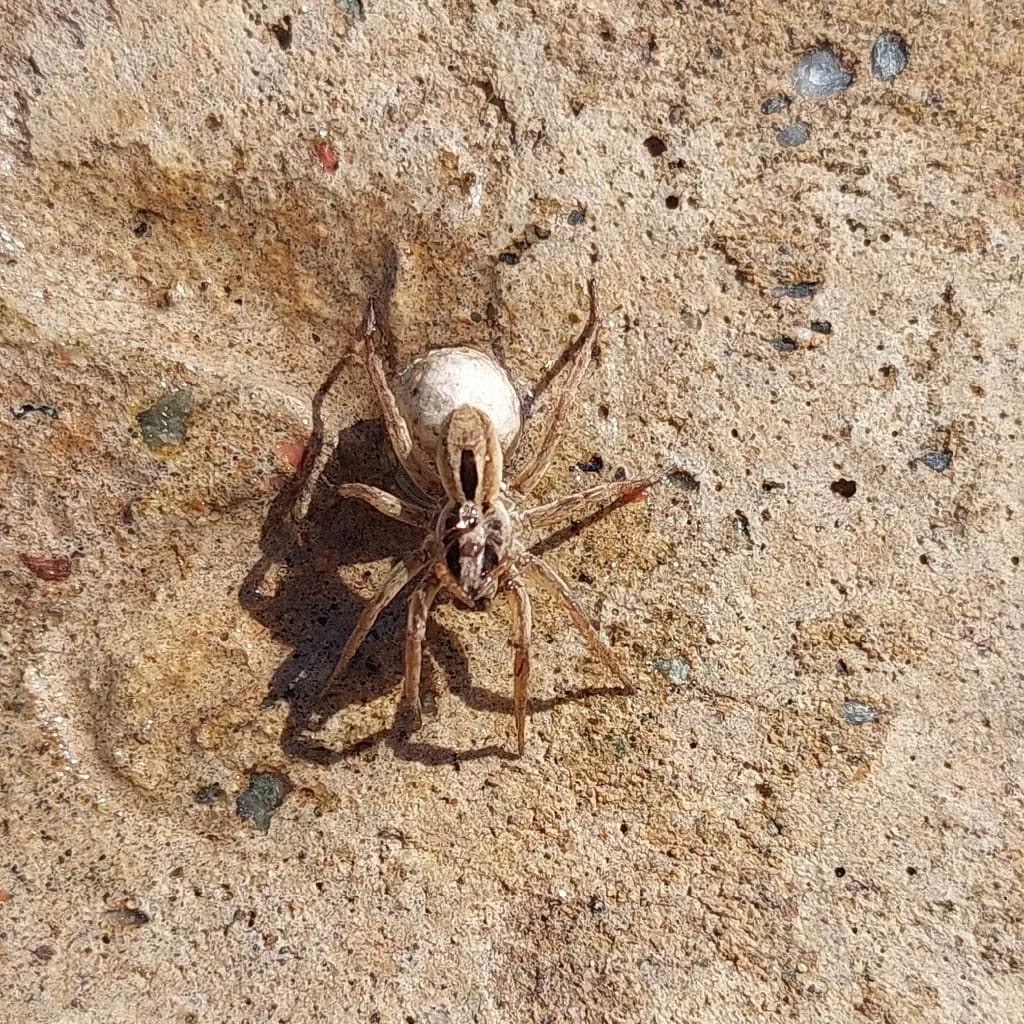 Hogna birabeni