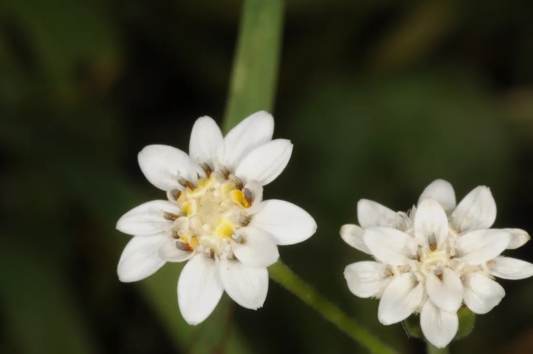 Holocheilus brasiliensis