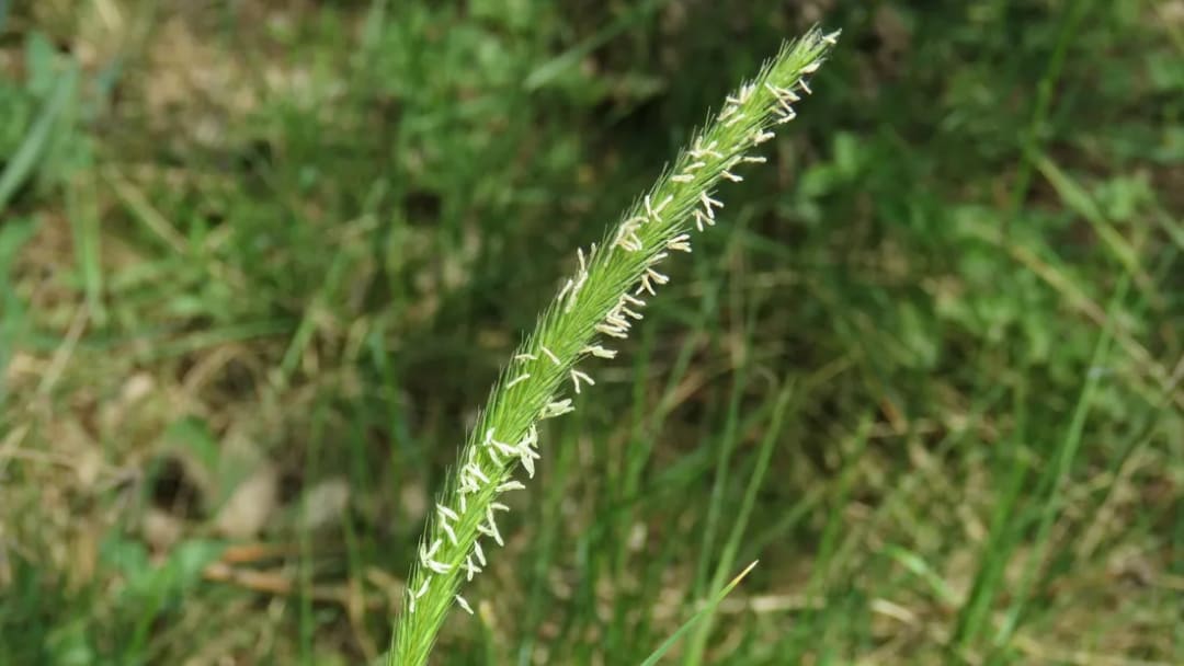Hordeum stenostachys