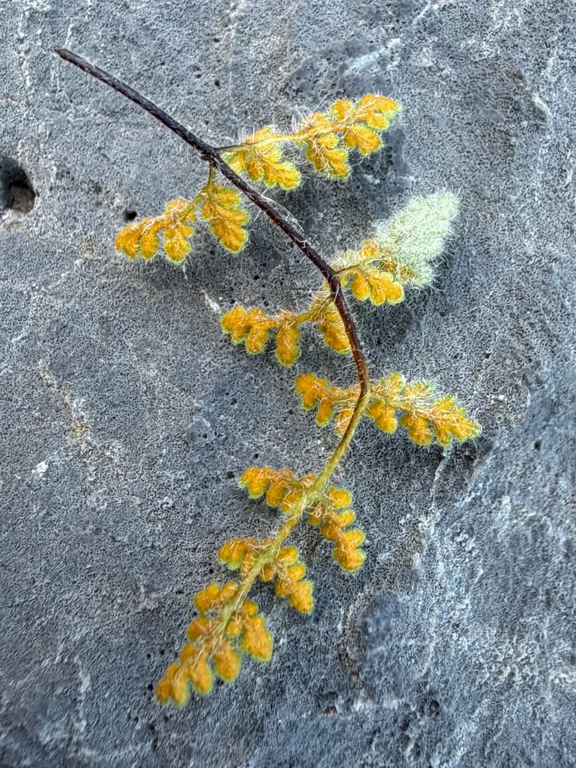 Hyalopsora cheilanthis