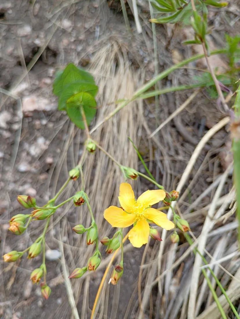 Hypericum connatum