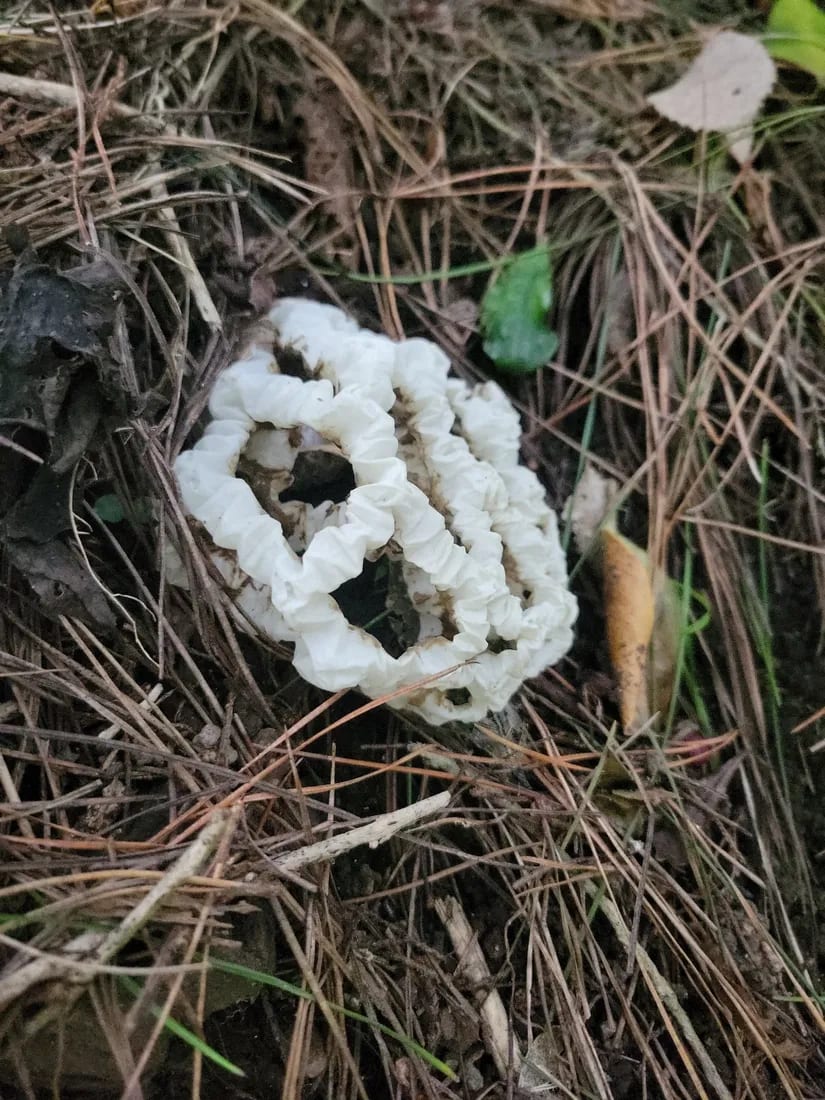 Ileodictyon cibarium