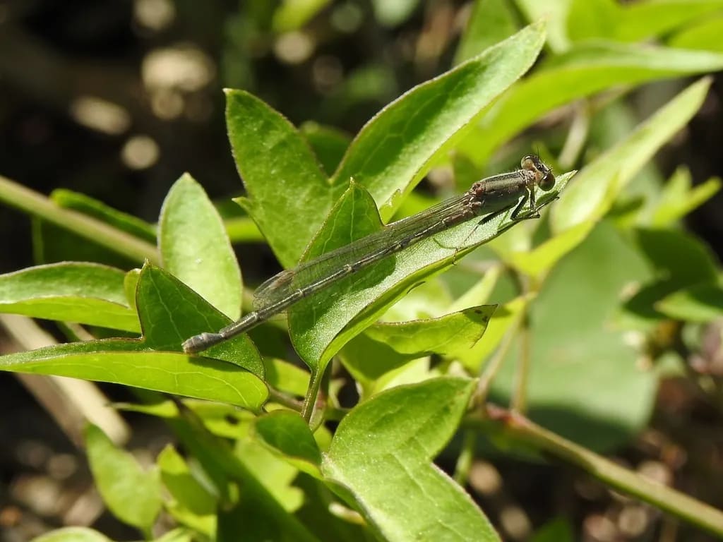Ischnura fluviatilis