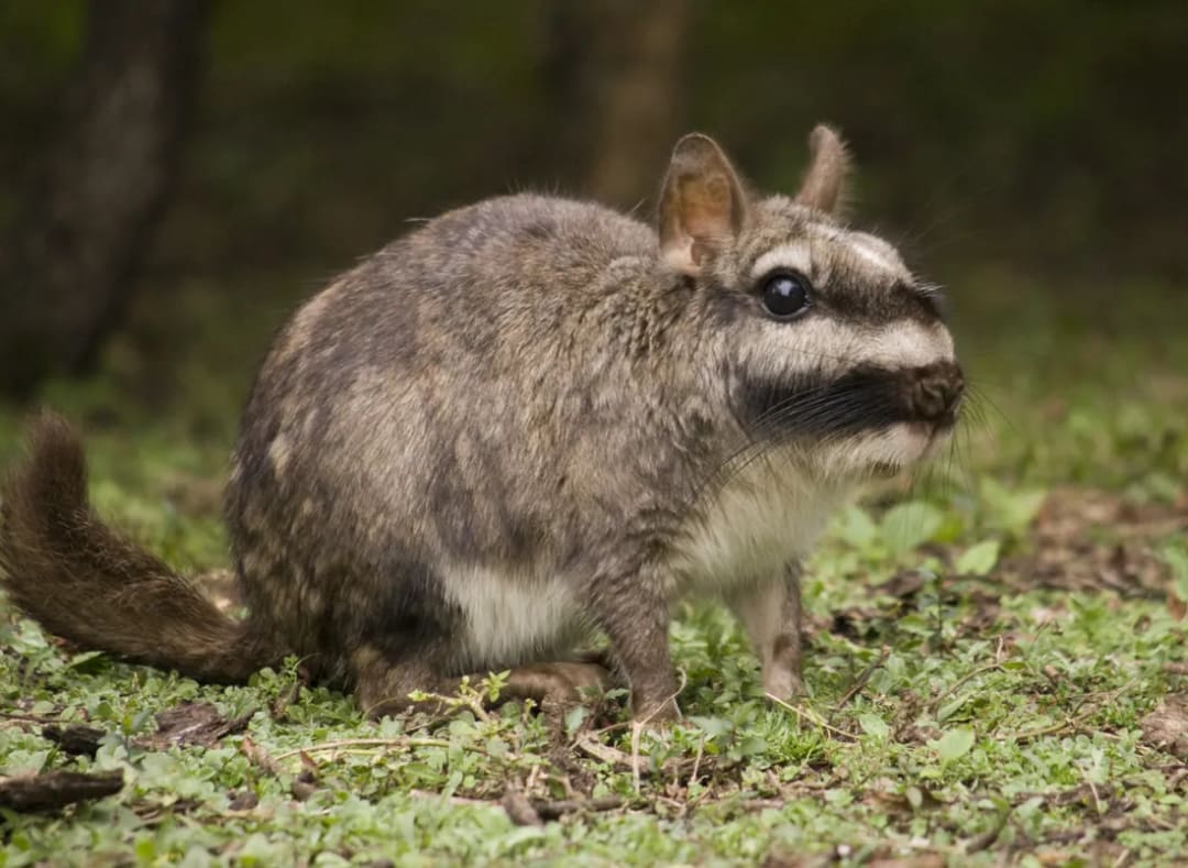 Vizcacha de las llanuras