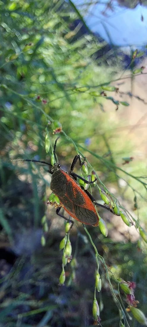 Largus rufipennis