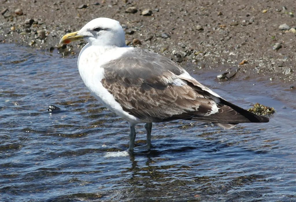 Gaviota cocinera