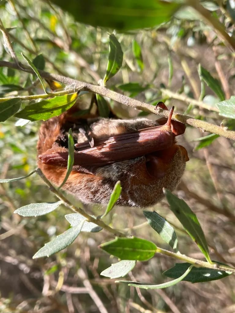 Lasiurus blossevillii