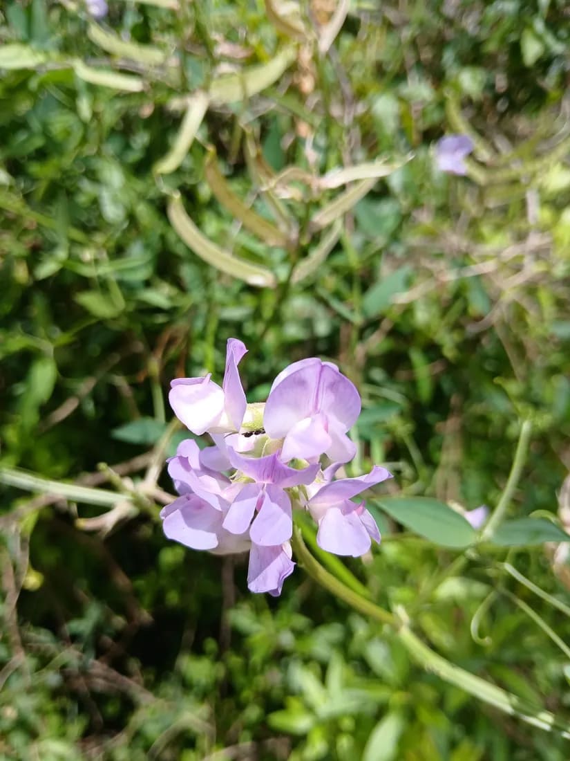 Lathyrus pubescens