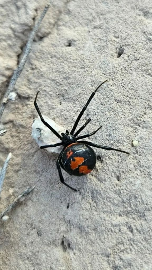 Viuda negra — foto 2