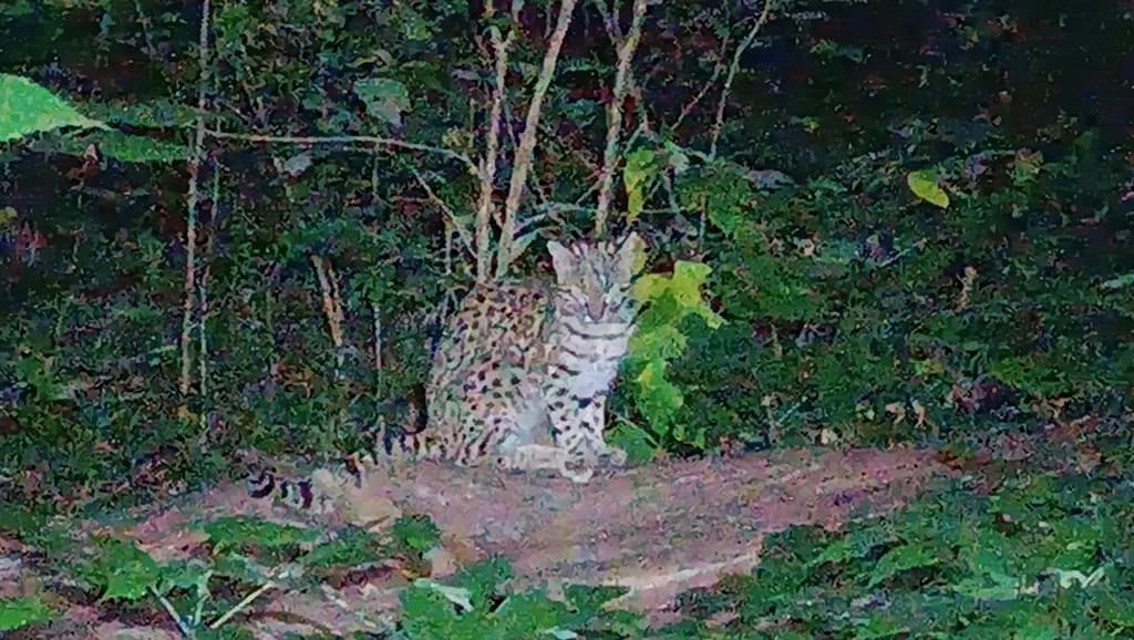 Gato montés común — foto 2