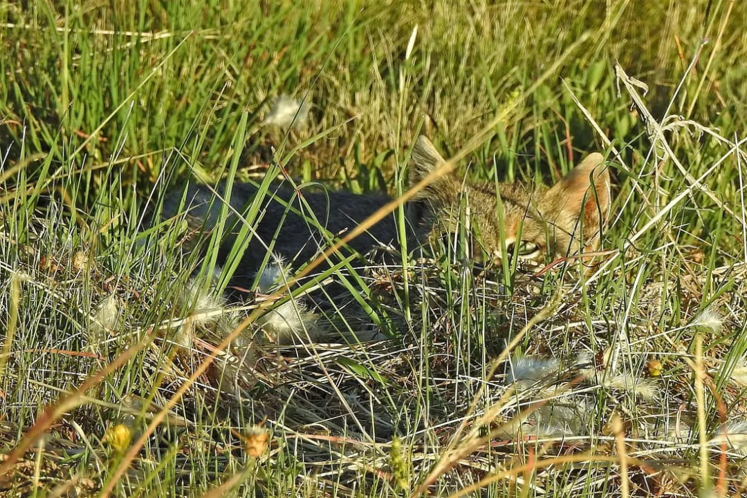Gato del pajonal