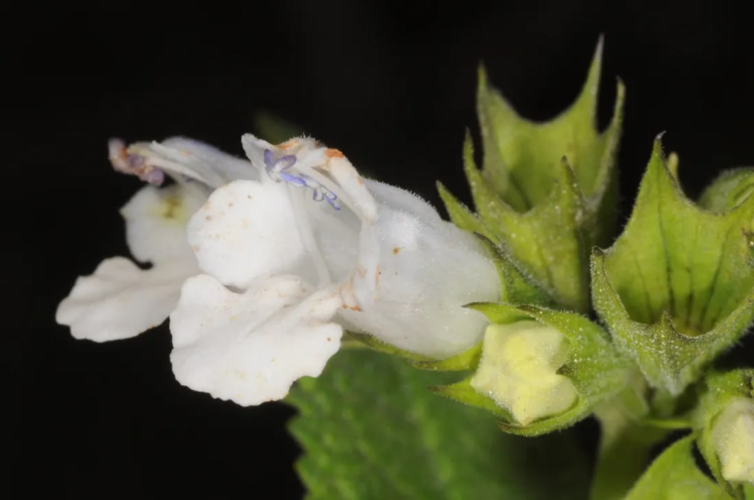 Lepechinia floribunda