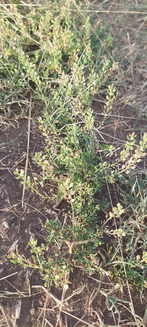 Lepidium bonariense