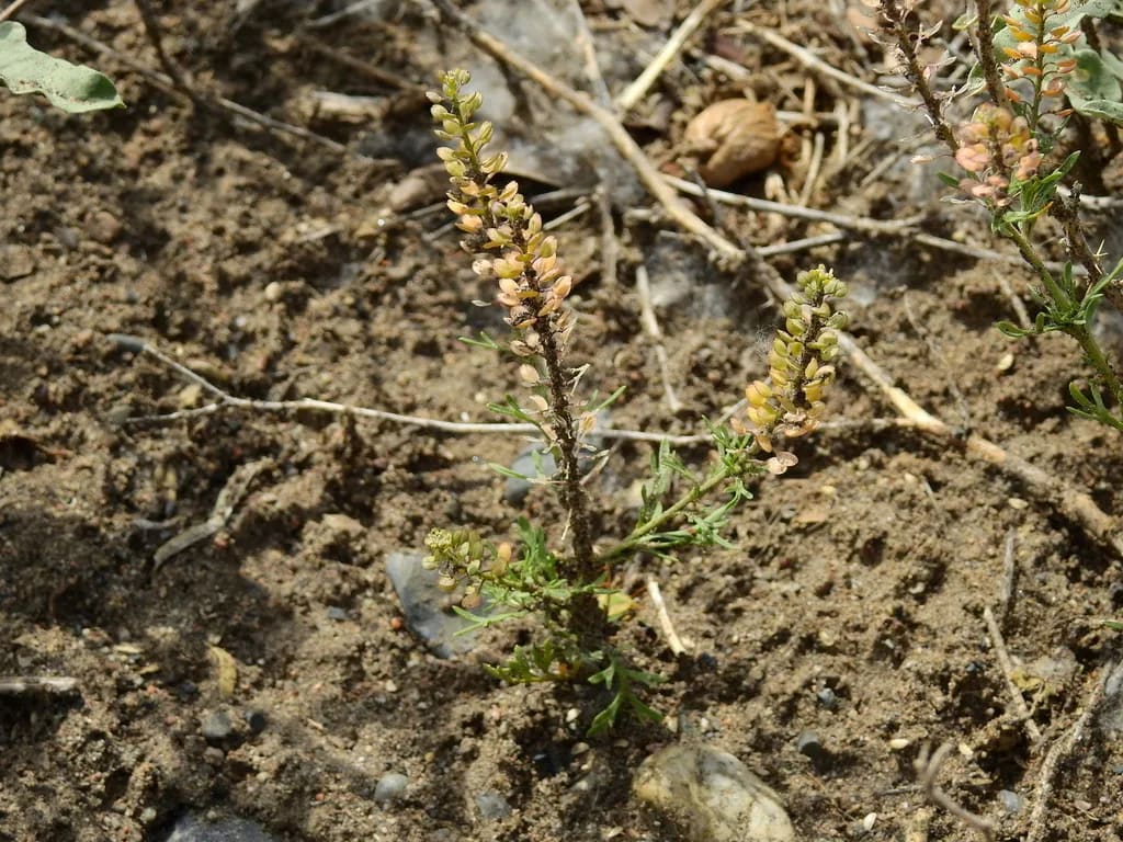 Lepidium tandilense